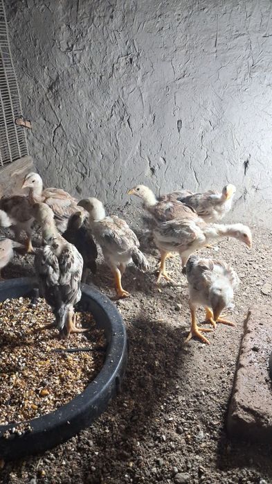 Dakan joʻjala sotiladi