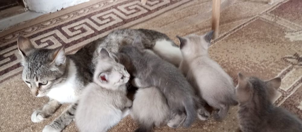 Отдам в добрые руки