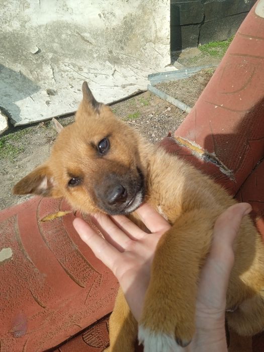 Отдам щенка, мальчик