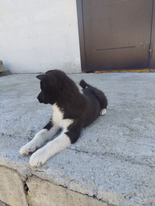 Продам щенков Русская Европейская лайка