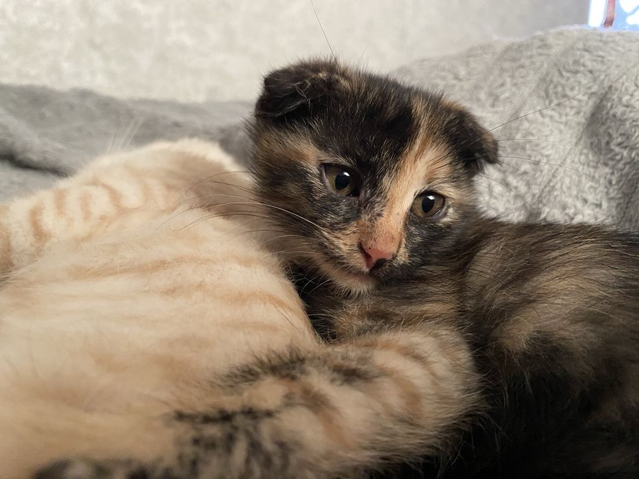 Вислоухий котенок, СРОЧНО