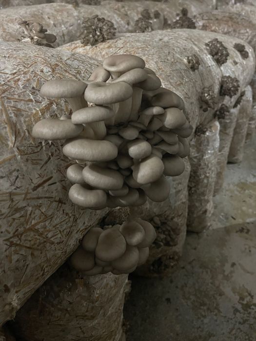 Pleurotus de vânzare 25 lei kg