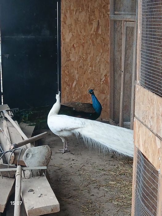 Павлиндар сатылады