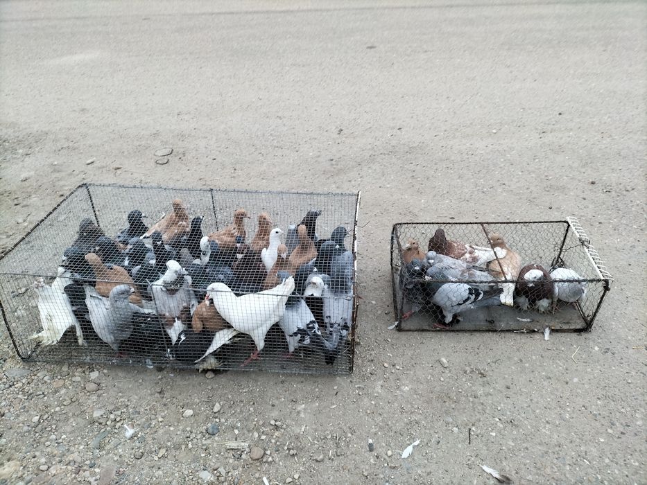 Porumbei de vânzare