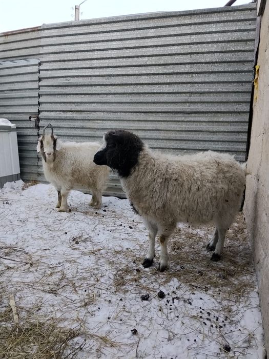 Продам козу с козлёнком