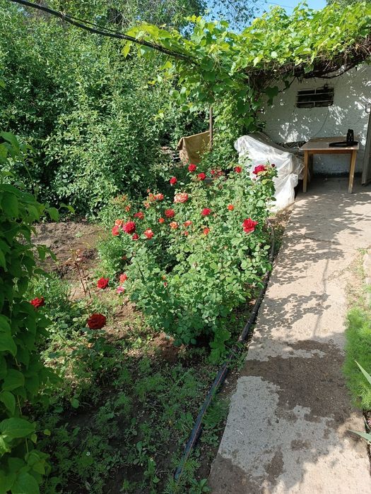 Продам дачу на баме