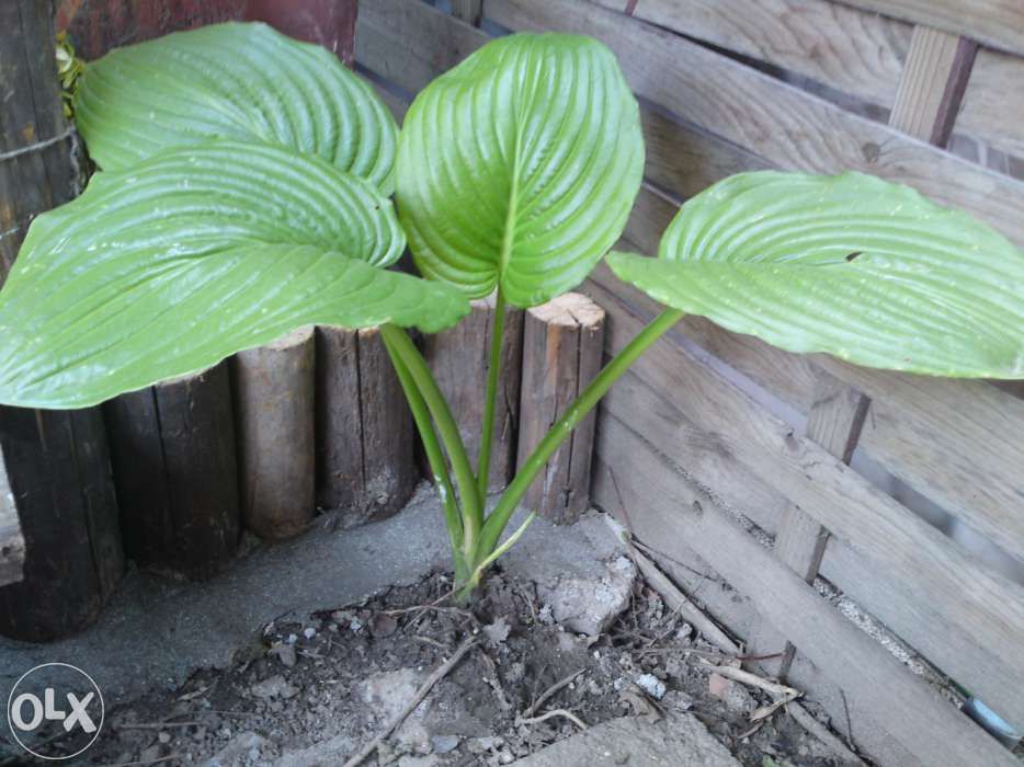 pesti acvariu , creveti ,crin gradina