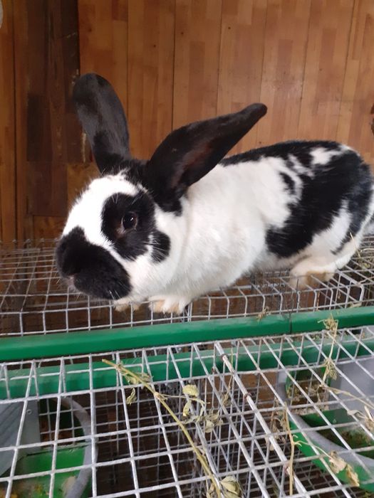 Iepuri hyncole mascul si femele