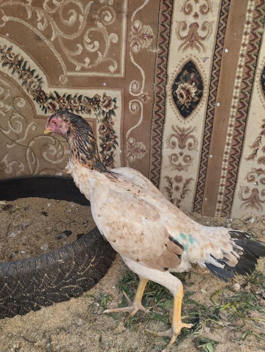 Дакан курица хороших кровей