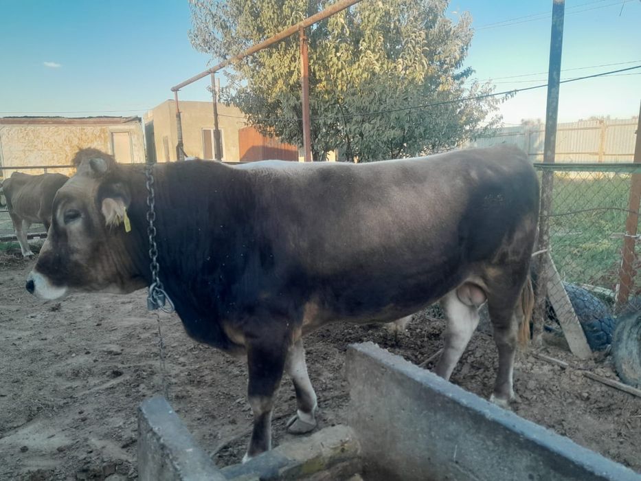 Бука Бык Бык бука