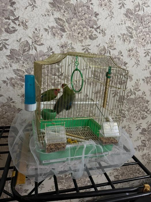 Не разлучайка попугай