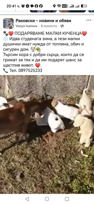 Малки сладки кученца