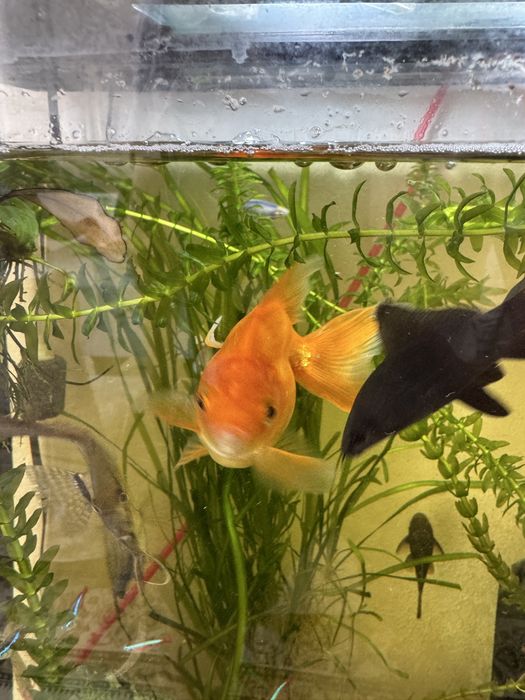 Золотая рыбка большая……