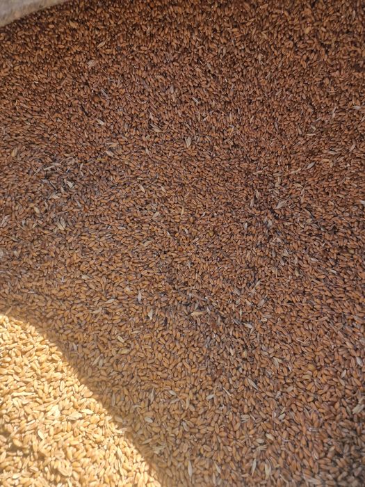 Продам Зерно, овес