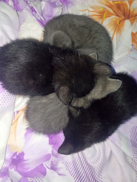 Котята милые и красивые.
