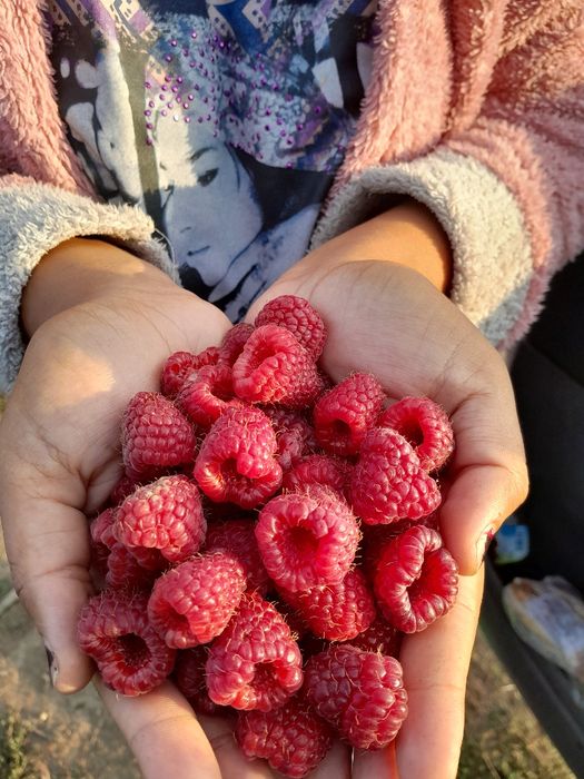 био целогодишен расяд