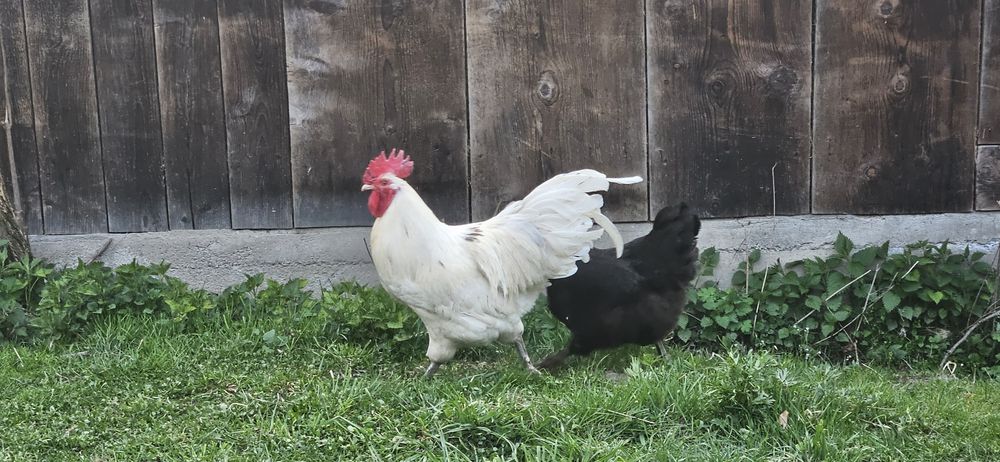 Pui de țară și rasă Australorp, Cochinchina Bobat.. Ofertă