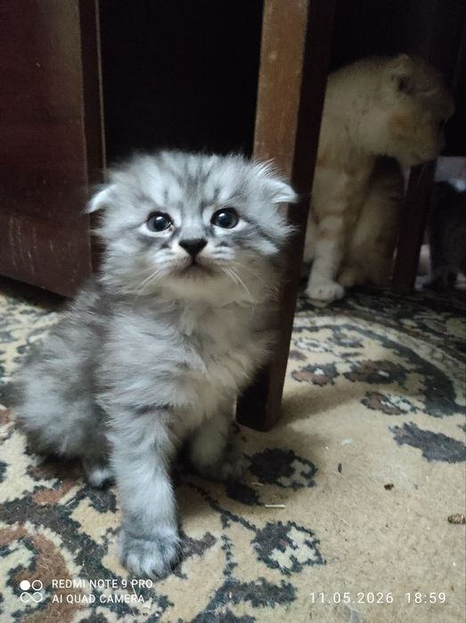 Котята,порода Ангорка,2мес.