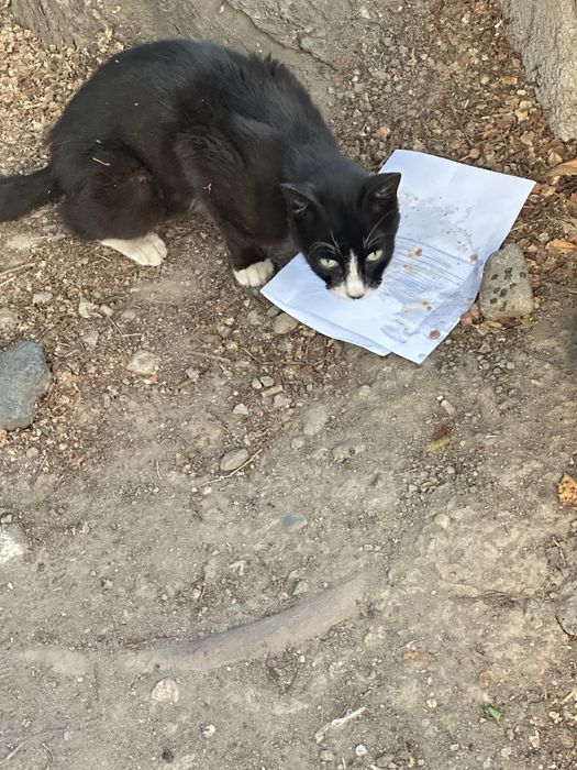 Котик живет во дворе