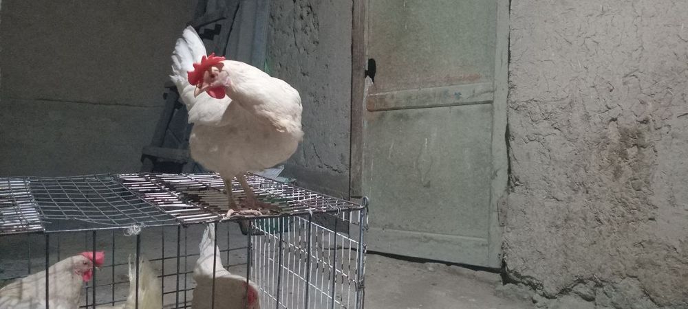 Ломан сенди товуклари