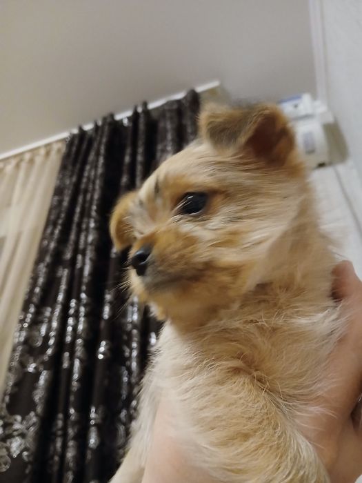 Продам мини йорк