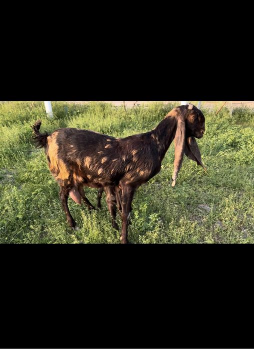 Камори ешкі сатылады..