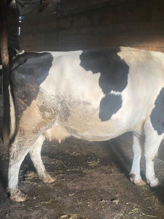 Vaca de vanzare.
