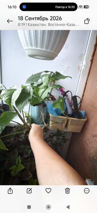 Продам комнатные цветы