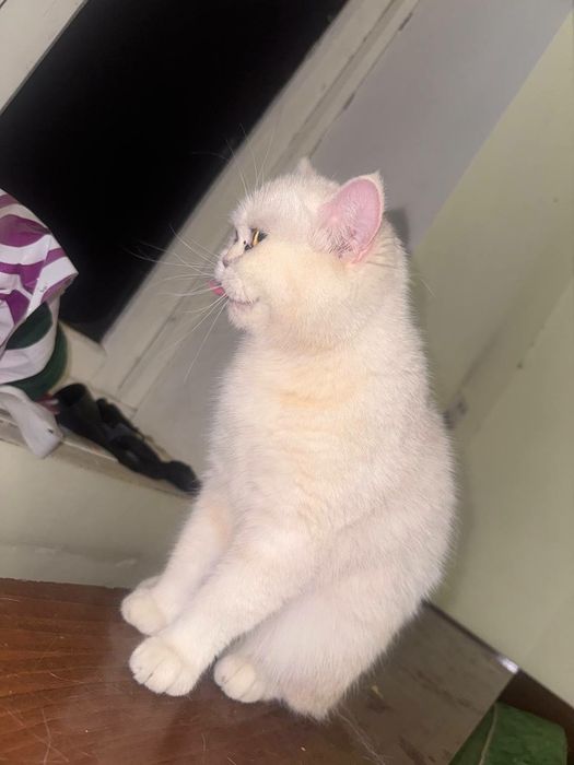 Skotish strayt qiz bola