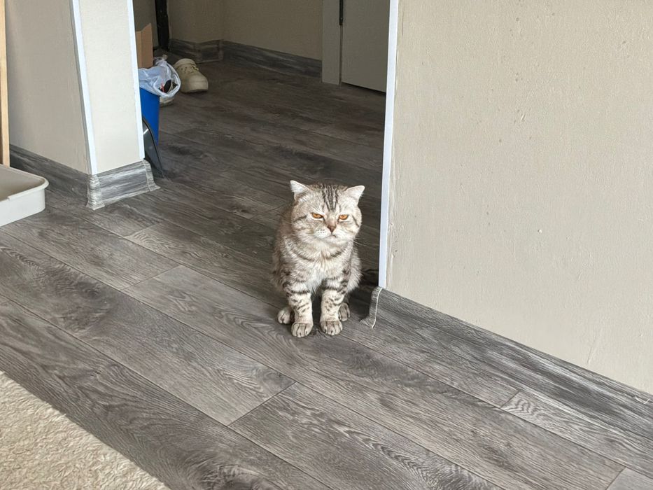 Шотландский кот и кошка