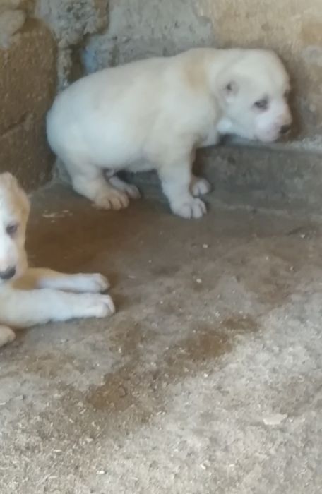 Шеночки алабаев чистокровные