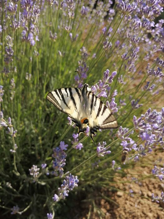 Buchete, sapun cu lavanda, sirop de lavanda, lumanari, saculeti cu lav