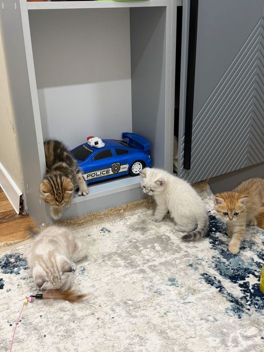 Кошки и котята .