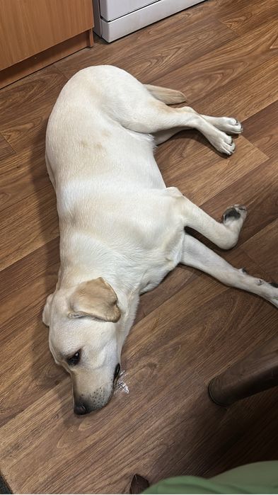 Зоогостиница передержка для домашних любимцев