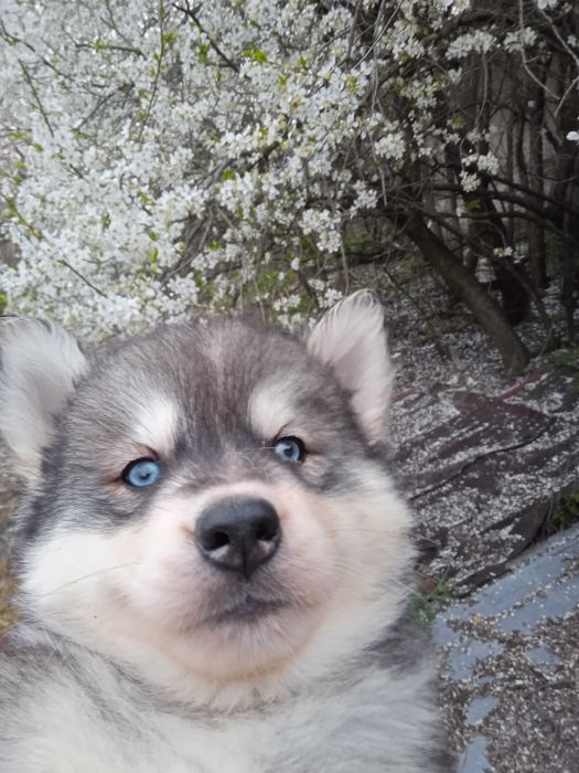 Сибирско хъски мъжко