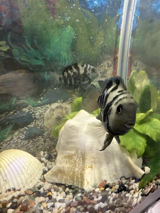 Мальки сапфирового дельфина ,полосатый тигр