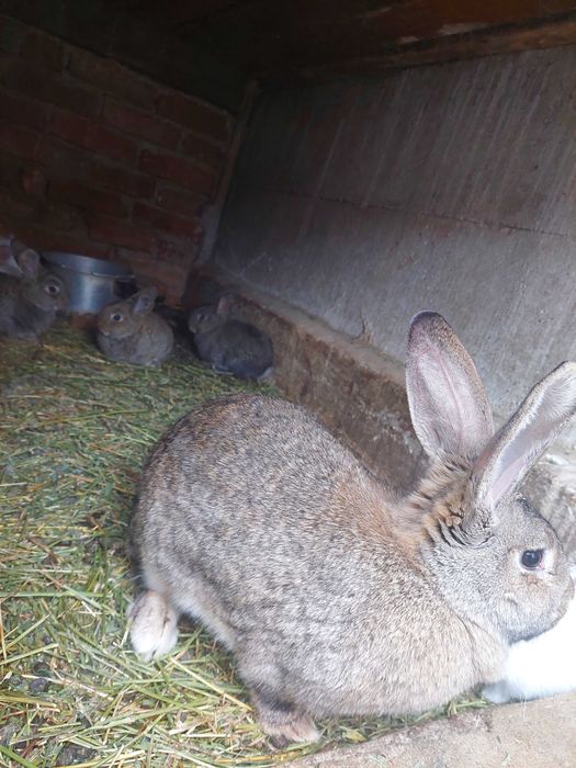 Vând iepurițe Urias German și Californiene