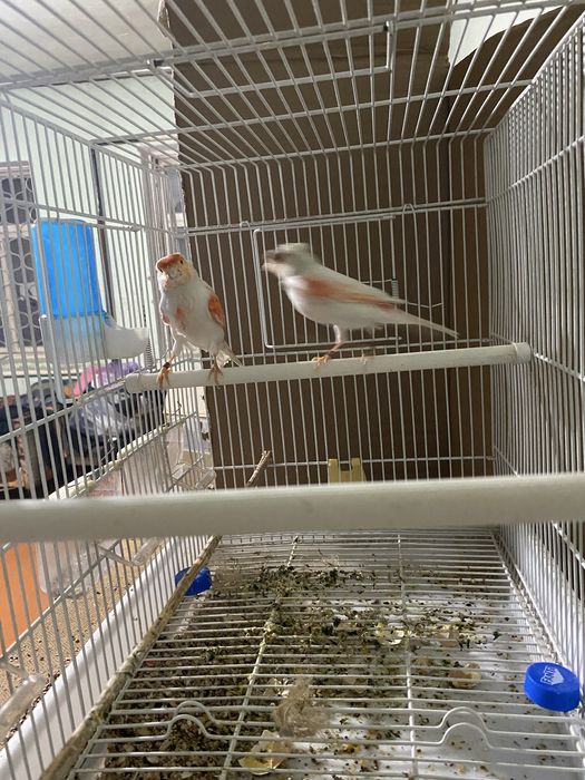 Канарейки мозайки