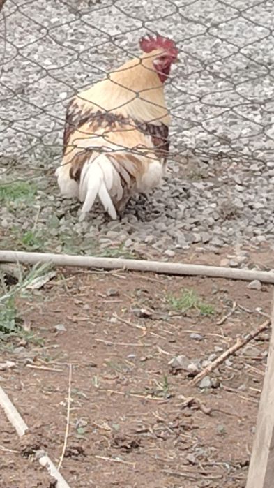 Петух Қораз сатылады