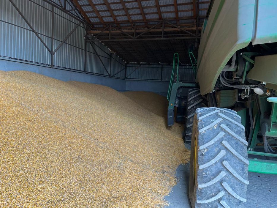 porumb boabe recolta 2025