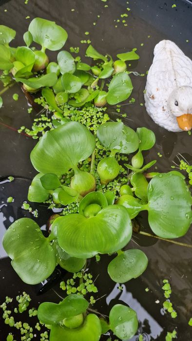 Распродажа водных гиацинтов!