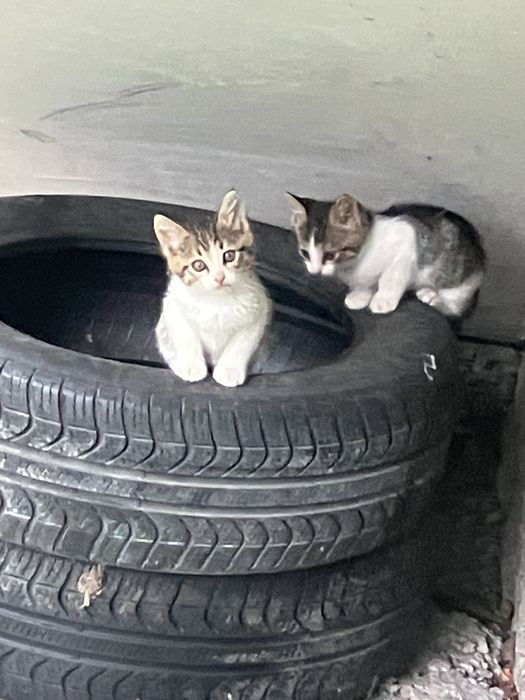 Подарявам котки три мъжки