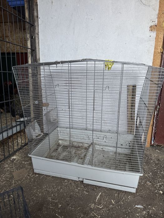 Colivie papagalii,canari