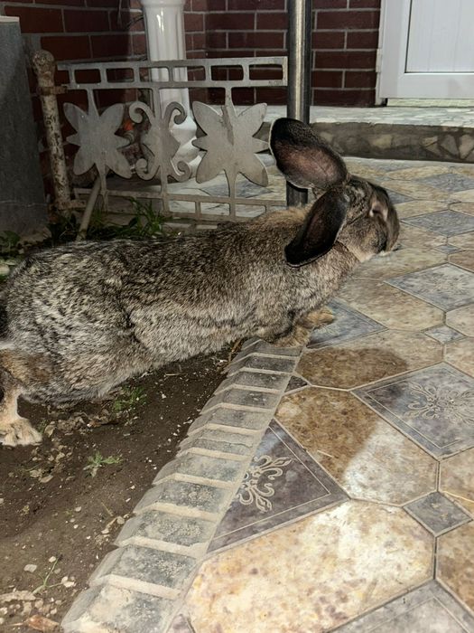 Продам крола Фландер