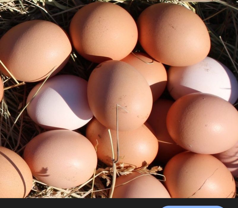 Яйцо инкубационное