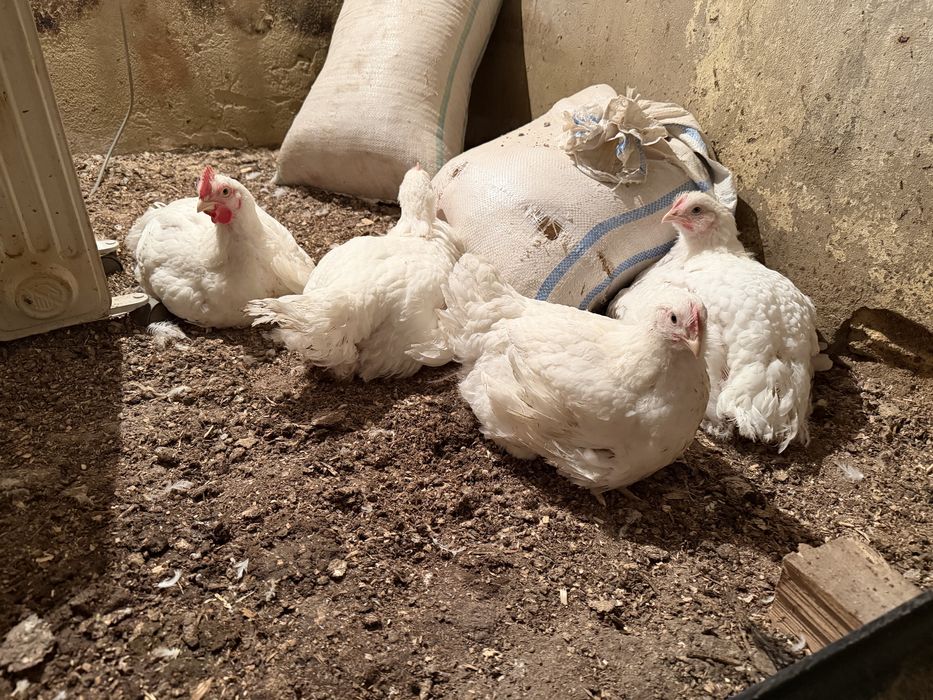 Бройлер сатылады 2-2.3 кг арасы беріп тұр