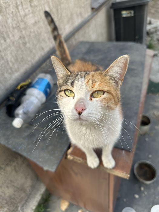 Срочно ищем дом для уличного котика