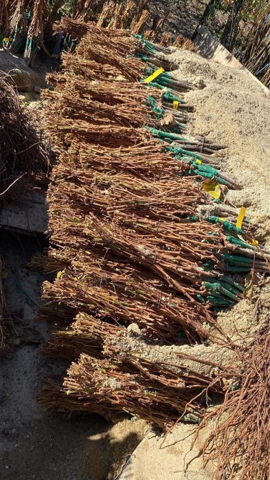 Vita de vie nobila an 3