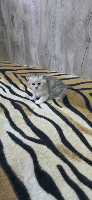 Шотландские вислоухие.