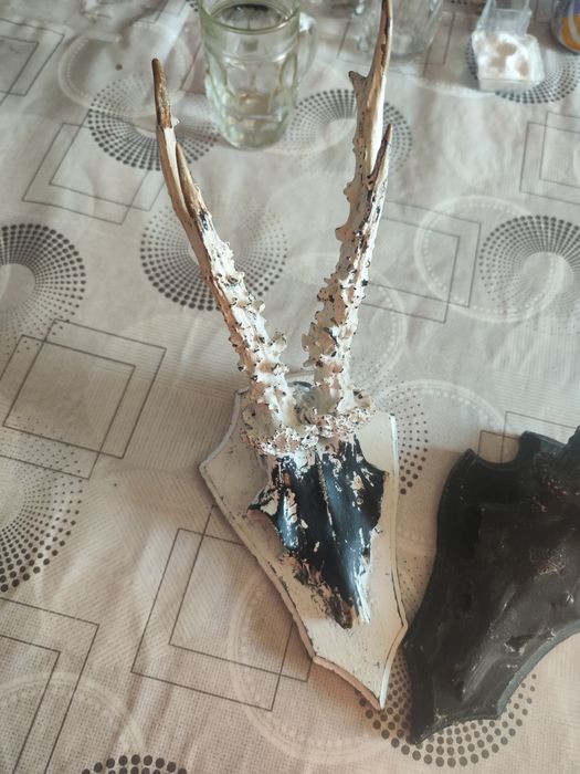 Vând trofeele de căpriori din imagine.